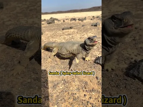 Why Do Arabs Eat This Lizard?