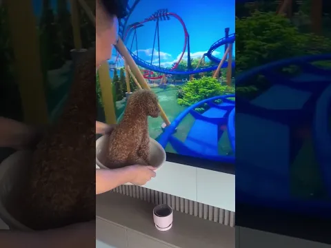 Tv Roller Coaster Ride With Dad 🔥😱! #shorts #viral #funny