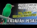 Download Lagu MASTERAN BURUNG LOMBA BURUNG TEMBAKAN Kasar !! Untuk Burung Murai batu Cucak ijo Kacer dll