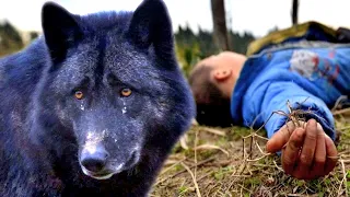 Amazing story about the wolf’s loyalty