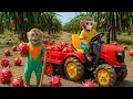Download Lagu Smart little monkey Bim Bim and his little brother go harvesting dragon fruit together