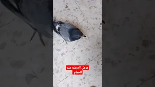 مرض الروشه عند الحمام 