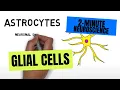 2-Minute Neuroscience Glial Cells