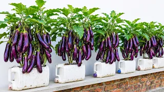 4 Easy Crops to Grow Together on a Rooftop for a Big Summer Harvest