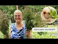 WARNING You re Probably Drying Oregano WRONG and How to Fix It