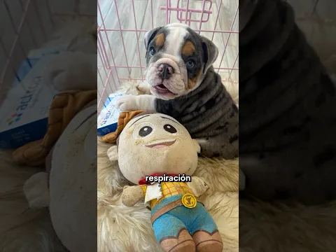 Les presento a Lucky! 🍀