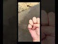Its my paw print