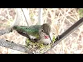 Hummingbird Nesting 03.03.2020 (long version)