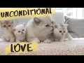 Download Lagu British shorthair cat Apollo hissing and protecting his kittens