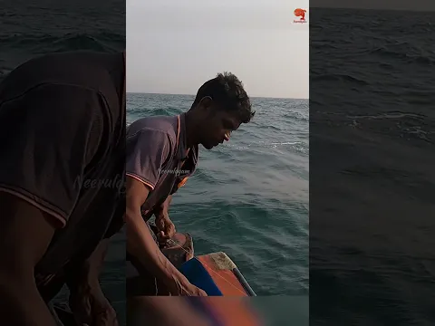 Squid Bait Success – Barracuda on the Line! #fishing #fishingvideos #fishingtime