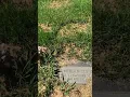 Grave of Milburn Stone 1904-1980