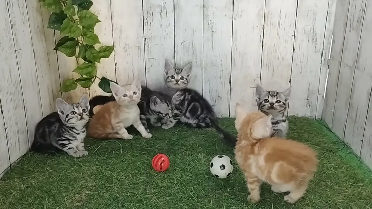 動画