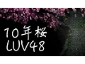 《歌ってみた》【LUV48】「10年桜」10nen Zakura
