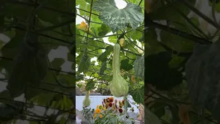 يا أرض النعيم الدائم زهور ورد فيديوهات متنوعه 