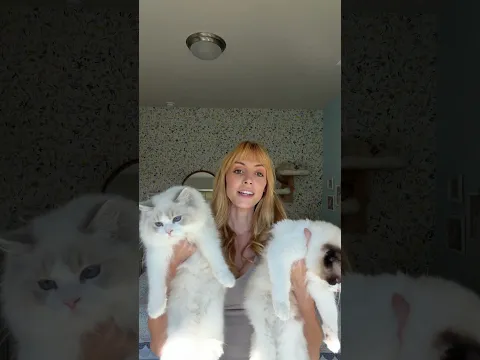 Updated cat haul of my 18 cats