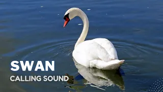 Download Swan Calling Sound || Suara pemanggil Angsa MP3