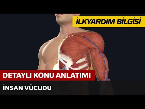 İlkyardım Bilgisi / İnsan Vücudu