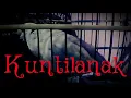 Download Lagu #puterpelung Suara puter pelung  kuntilanak