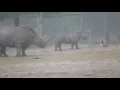 Lagu Jonge neushoorn is bang voor gans | Safaripark Beekse Bergen