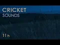 Download Lagu Cricket Sounds - Crickets Chirping at Night - Nature Sounds for Sleep \u0026 Relaxation - 11 Hours