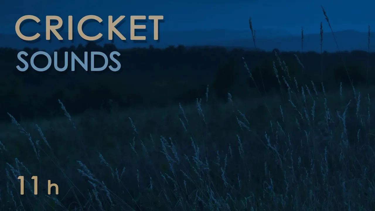 Cricket Sounds - Crickets Chirping at Night - Nature Sounds for Sleep & Relaxation - 11 Hours Cricket Sounds - Crickets Chirping at Night - Nature Sounds for Sleep & Relaxation - 11 Hours