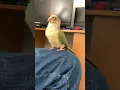Download Lagu Conure Parrot Loves Dancing #shorts