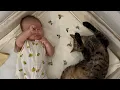 Download Lagu 大好きな赤ちゃんと距離を縮めたい猫がまさかの行動に