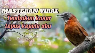 masteran viral tembakan kasar burung tepus kepala abu