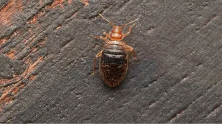 Traumatic Insemination The Bed Bug Reproduction Method You Need to Know