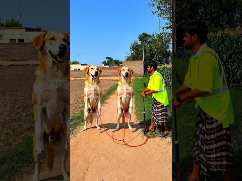 ​I Inflated 2 Giant Dogs With A Hand Pump! 🐕🎈 #Shorts #Viral #Trending