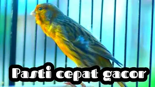 Download cukup 5 detik kenari apapun akan ikut bunyi dengan pancingan kenari ini. MP3