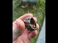 Download Lagu Gothic Ghost Biker Skull Ring