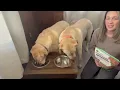 Dr Marty Nature s Blend Freeze-Dried Raw Dog Food Overview
