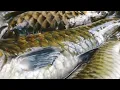 Download Lagu ratusan ikan semah atau ikan garing di tarik tali rotan dalam air kami dapat kan hari ini