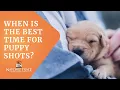 When is the Best Time for Puppy Shots - Marc Smith DVM