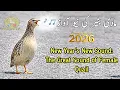 Lagu Female quail sound 2026, Madi batair ki awaz,female quail calling,مادی بٹیر کی آواز,madabatairkiawaz