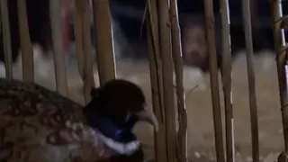 ياطير المرحوم ياسر المصري 