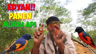 Download edyan..!! mikat burung murai api/mantenan yang datang rombongan MP3