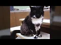 Legacy of Crazy Paws Feline icon leaves lasting impact on Scranton rescue