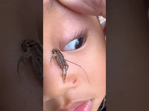 Her beloved cricket has passed away.🥹 #life #insects #love  #buglife  #nature #insectsrule