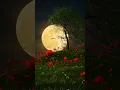 Download Lagu Tere Sang Yara Lyrics Video | Atif Aslam | Rustom | Romantic Hindi Song | Bollywood Love Song#shorts
