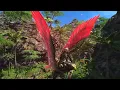 Final Fantasy XIV FF14 Rose Lanner Whistle Mount