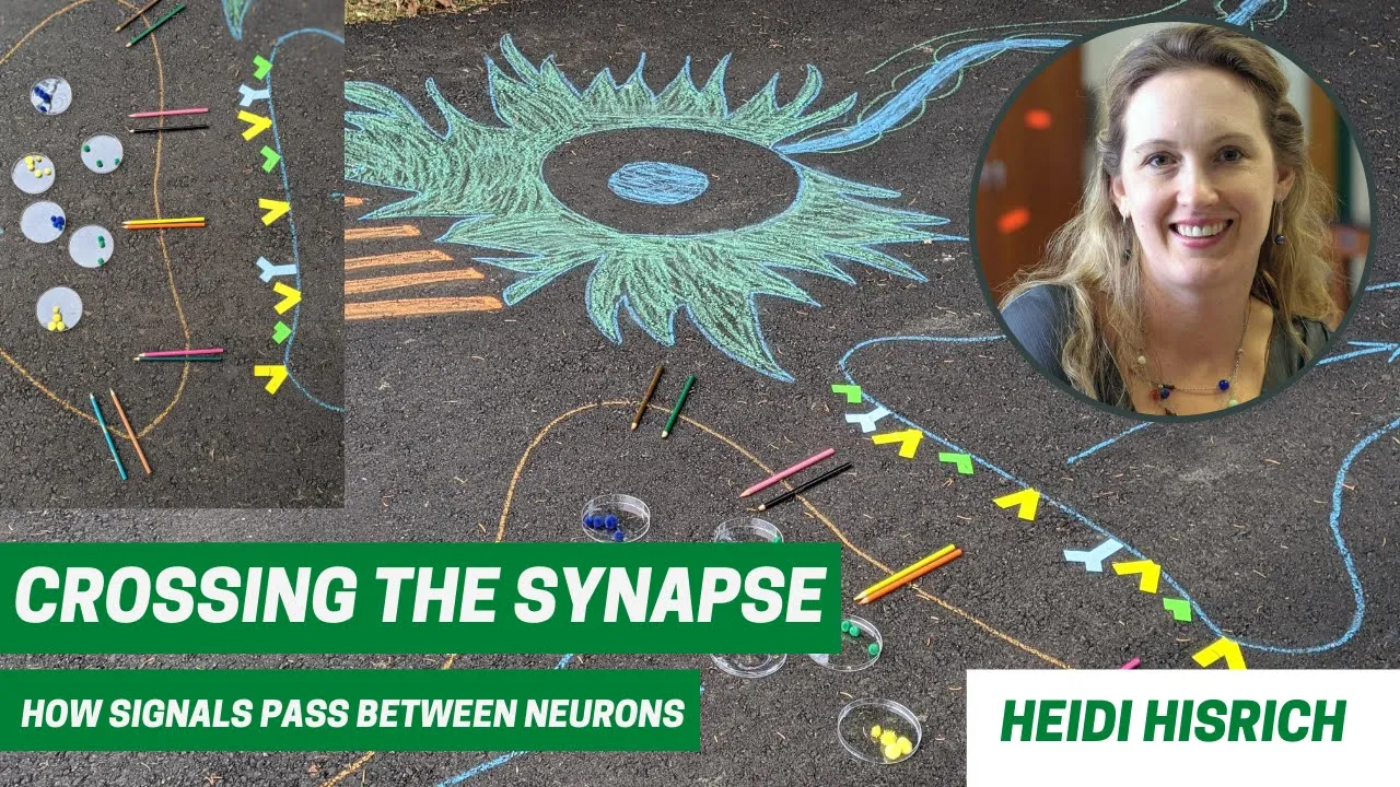 Crossing the Synapse: How Signals Travel Between Neurons