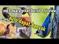 Lagu Suara pikat segala jenis burung untuk burung kecil dan burung besar 100  ampuh langsung dapat