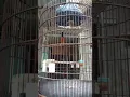 Download Lagu suara kicau burung murai batu di pagi hari