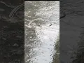Download Lagu Enormous Earthworm  🌧️☔🌧️ #rain #earthworm #ytshorts #nature #photography #earthworm