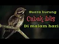Download Lagu SUARA BURUNG CABAK IBLIS ALAM LIAR LANGSUNG NYAUT BUKTIKAN !!!!