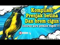 Download Lagu MASTERAN SOGON‼️KONPILASI PRENJAK BETINA DAN BRAM CIGUN #sogon #sogongacor #sogokontong 