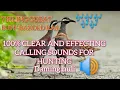 Download Lagu TIKLING GUBAT  TUKLING CALL SOUND FOR HUNTING | BUFF-BANDED RAIL