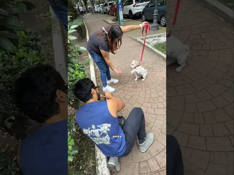 Pasó de vivir en las calles a ser modelo ❤️🐶 #perros